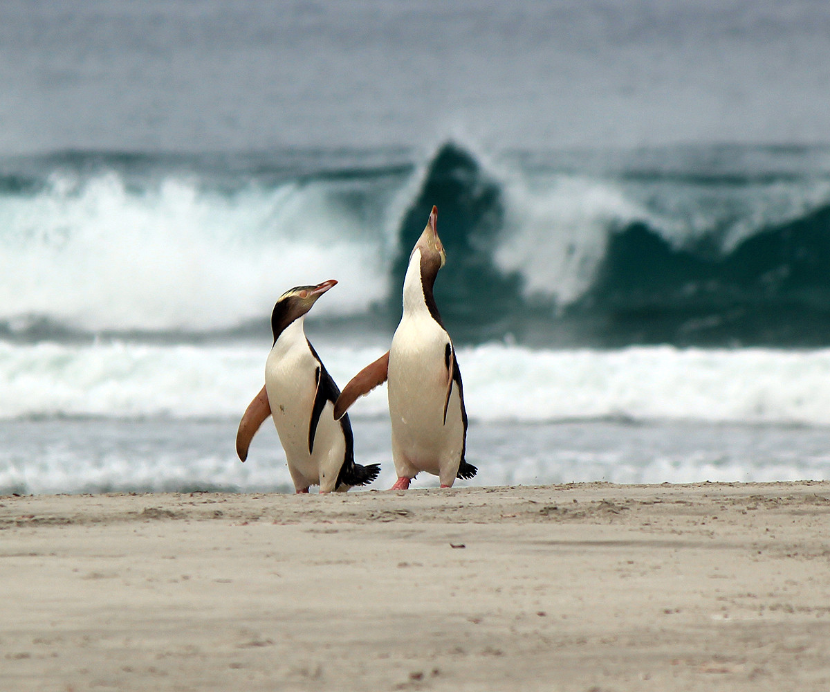 laughing penguins