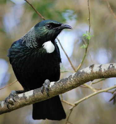 Best Locations for Spotting Wildlife in The Catlins | Clutha NZ