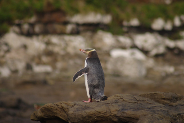 yellow eyed penguin2