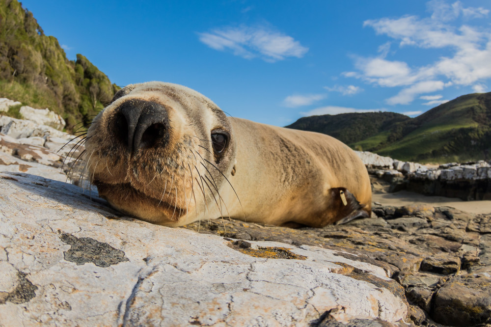 fur seal in clutha