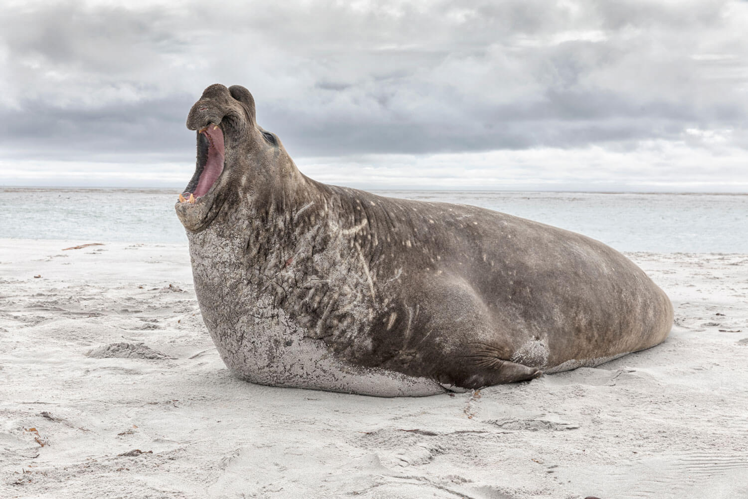 elephant seal 1