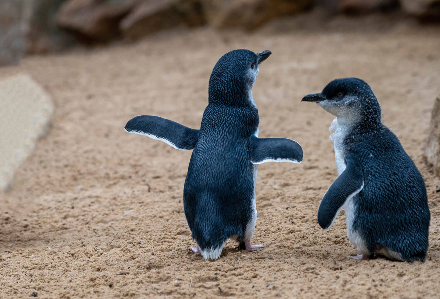 little blue penguin 1