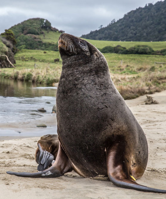 sealion