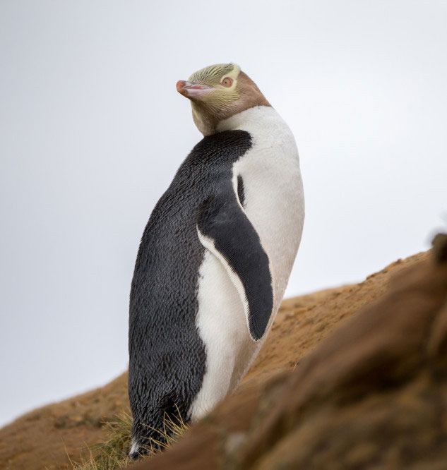 yelloweyedpenguin