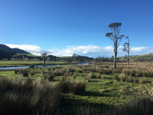 Catlins river walk wisp loop track