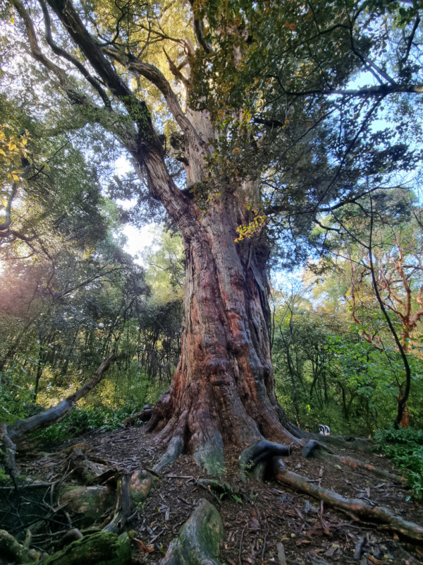 Awakiki Bush Track