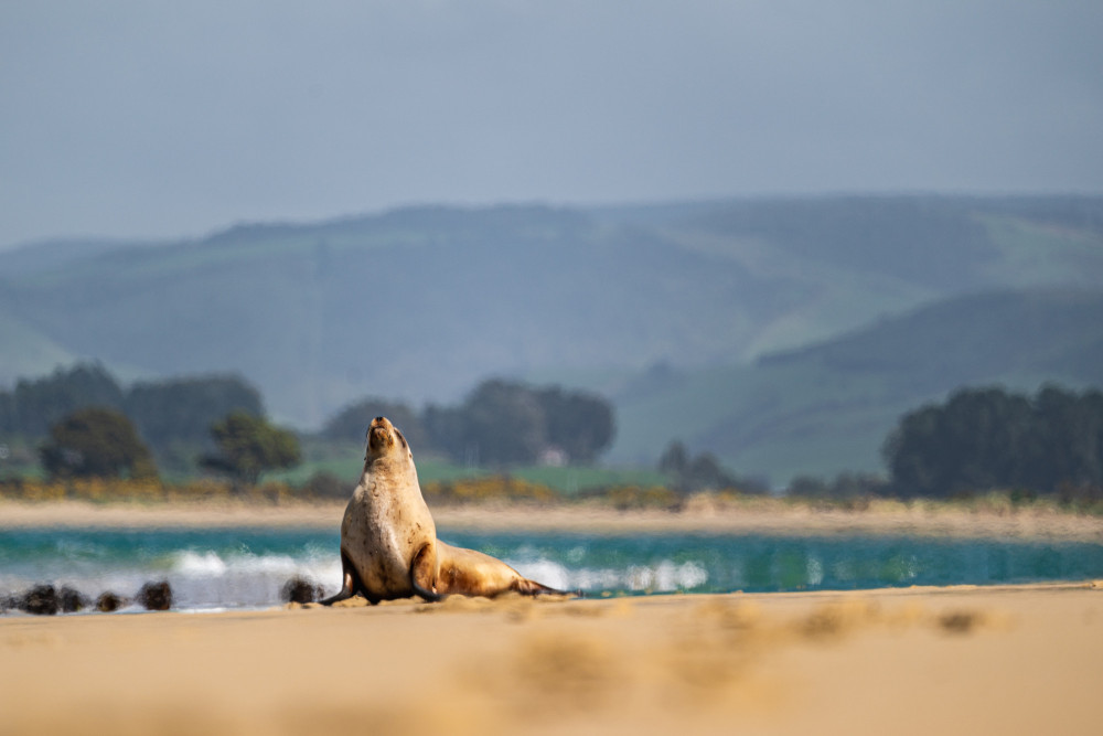 Catlins Wildlife Sealion