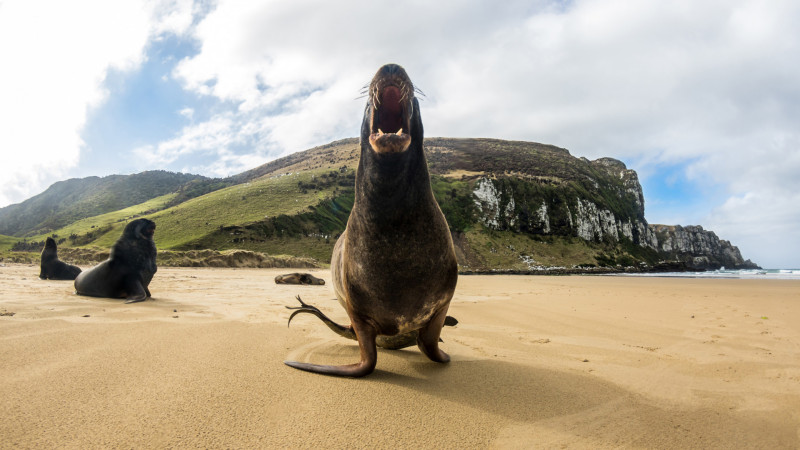 sea lion in the catlins