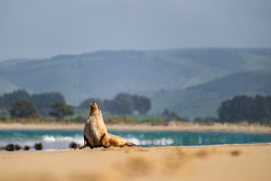 sea lion at surat bay in the catlins