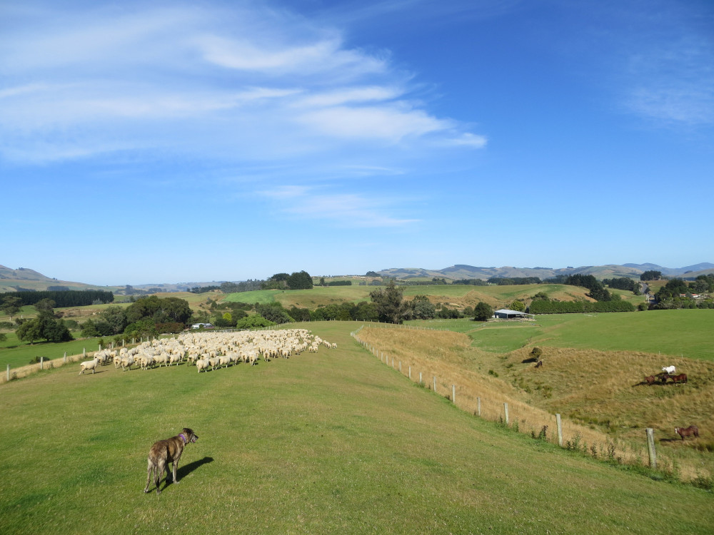 Te Taunga