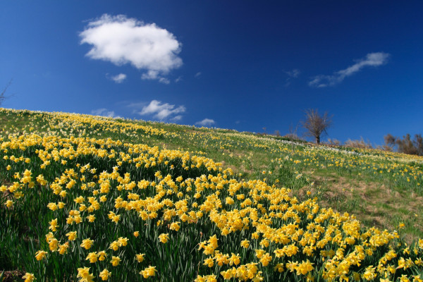 Weatherstons Daffodils