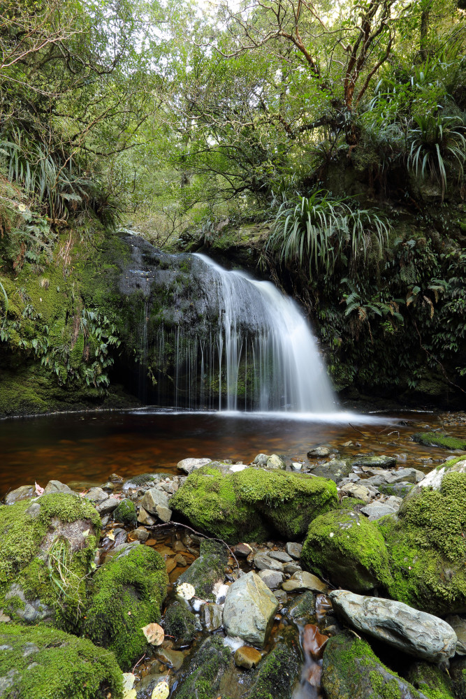 tapanui