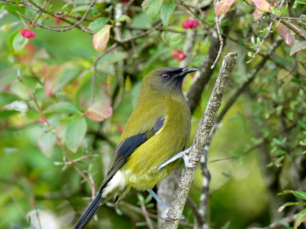 A Bellbird Korimako bird in the Catlins