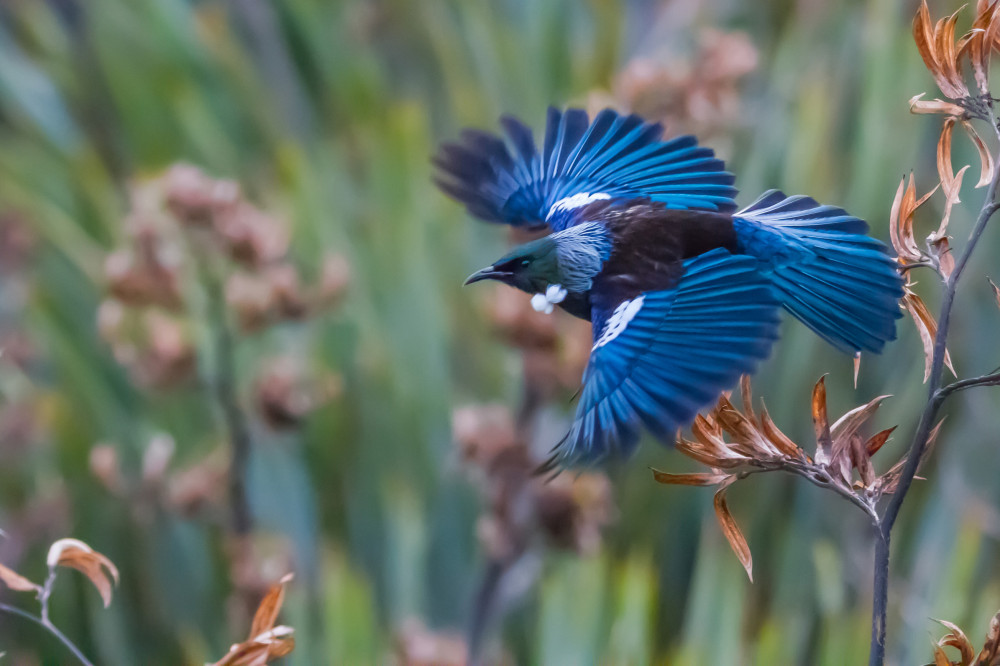 A Tui bird flying in Clutha