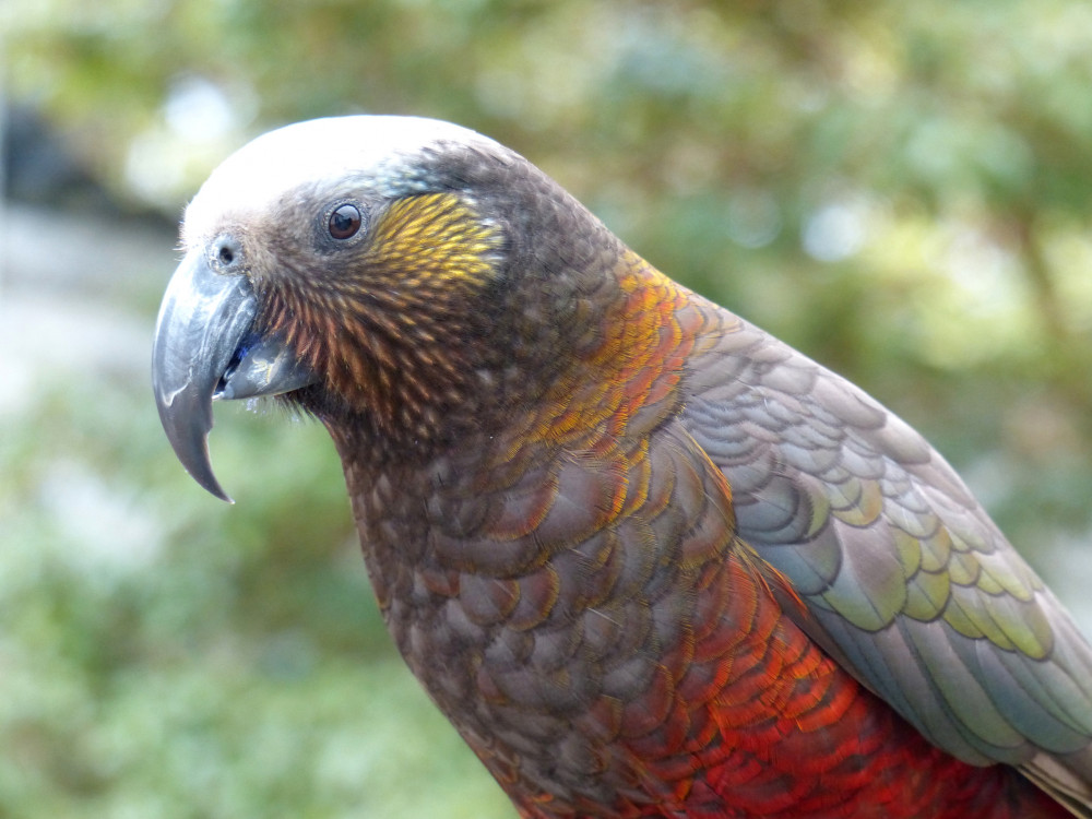 Kaka Parrot in Clutha