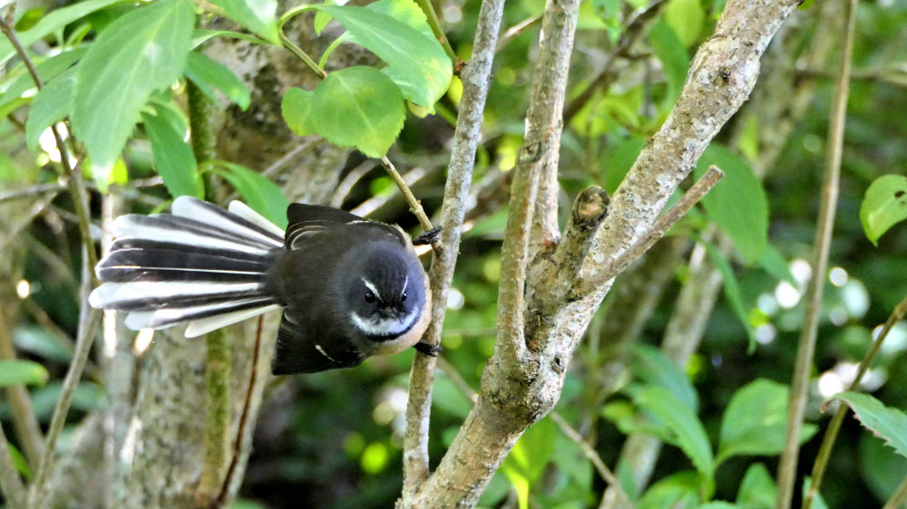 a fantail Piwakawaka bird in clutha