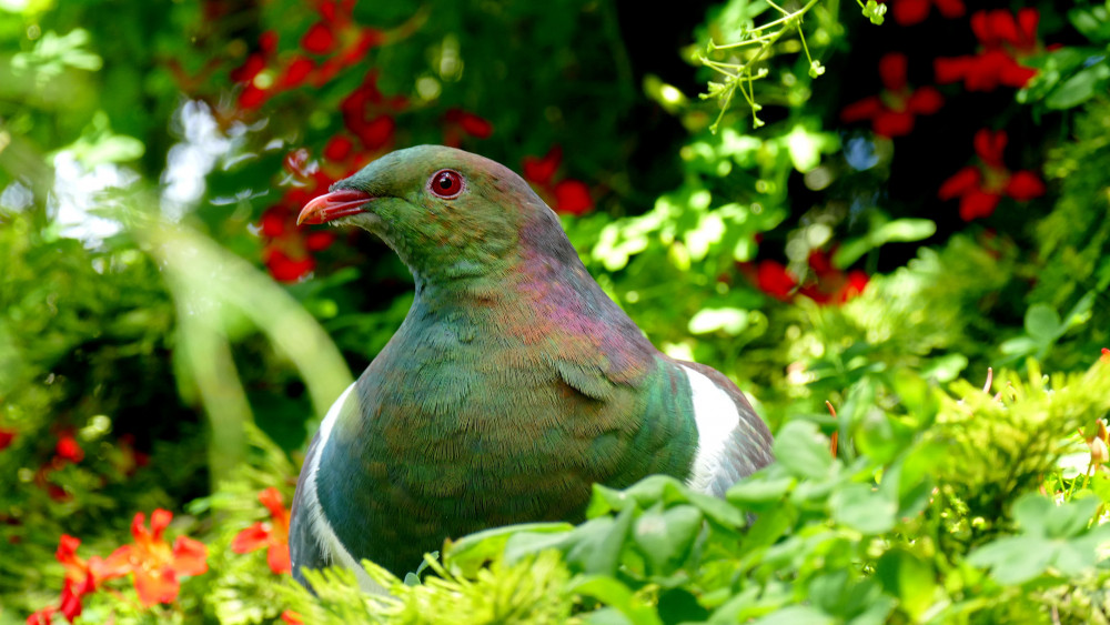 Kereru in the Catlins Rainforest