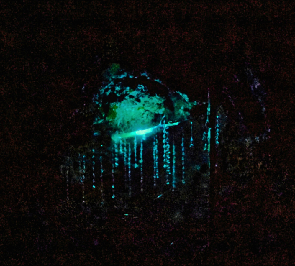 Glow worms1